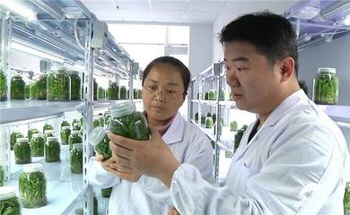 寿光 科技兴农，打通园艺作物科研成果转化的“最后一公里”