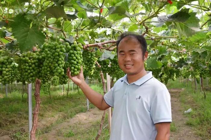 党建引领聚合力，“双百计划”绘新篇——宿城区以园艺作物种植助推乡村振兴