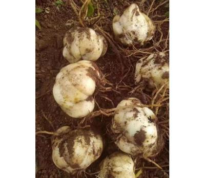 百合种球 园艺种植的艺术与科学