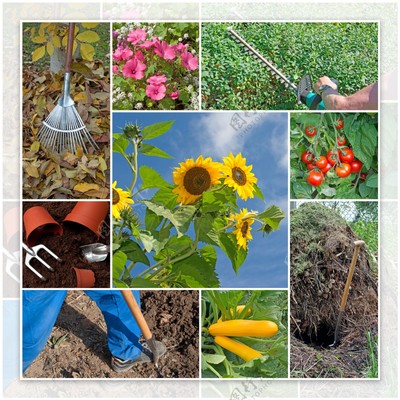 匠心独运 从工具到图鉴，开启园艺作物种植新篇章